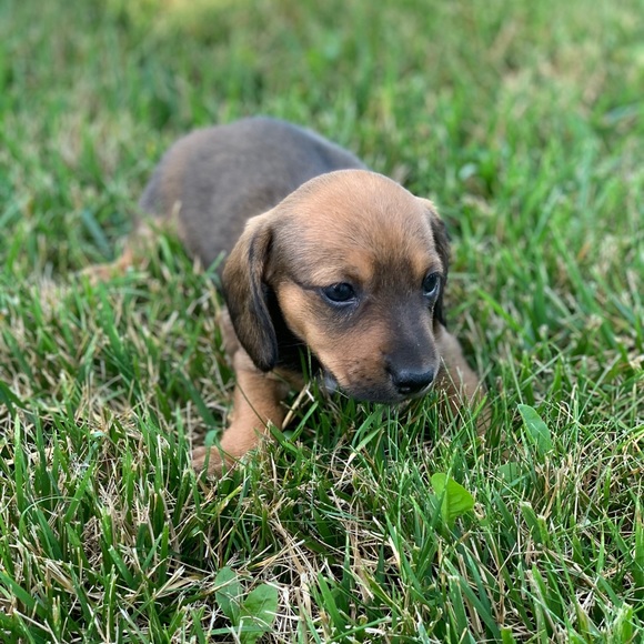 Meet your Posher, Sam - Picture 1 of 1